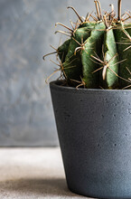 Close-up Of A Golden Barrel Cactus In A Plant Pot