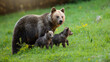 Protective brown bear, ursus arctos, mother looking over her two little cubs on a green meadow in summer nature. Caring wild mammal with long fur shielding her young. Animal wildlife with babies.