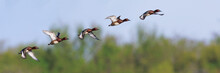 Ferruginous Duck Flying Sequence (Aythya Nyroca)