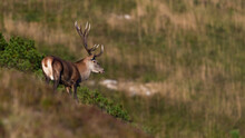 Calm Red Deer, Cervus Elaphus, Looking Around In Autumn Mountains Of Slovakia. Male Wild Animal With Antlers Watching Aside On A Alpine Meadow With Blurred Background And Copy Space.