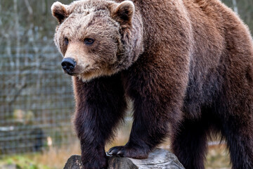 Close up big brown bear in spring forest