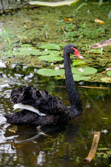 A black swan (Cygnus atratus) is swimming in Botanic Gardens Singapore.
 It is a large waterbird, a species of swan which breeds mainly in the southeast and southwest regions of Australia. 