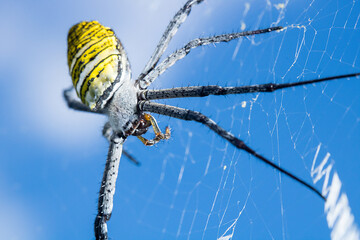 a white-headed yellow spider with blue out of focus background