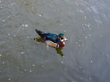 Multicolored Carolina Wood Duck Swimming With Reflection Close Up