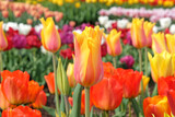 Fototapeta Tulipany - Tulip ÔEl NinoÕ in flower