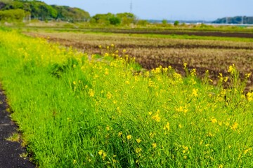 Wall Mural - rice field