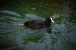 Eurasian Coot (Fulica atra) with black plumage and  white beak, swimming in a river.