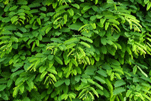 Green Leaf Wall Background Green Tamarind Leaf Background