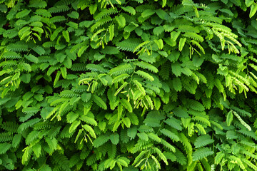 Wall Mural - green leaf wall background green tamarind leaf background