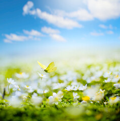 Aufkleber - Beautiful white flowers and butterfly in spring in a meadow close-up in sunlight in nature. Spring landscape with flowering primroses.
