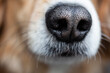 close up of a dog nose, black nose of a red dog, macro photo, red puppy,specific photograph of dog nose.