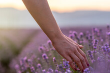 Touching The Lavender.