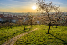 The Petrin Hill In The City Centre Of Prague In Early Spring. 