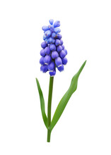 Muscari Spring Flower (grape Hyacinth) Isolated On White Background
