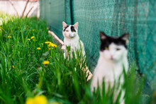 Two Young Domestic Cats Hiding In Fresh Deep Grass And Curiously Looking At Camera. Springtime, Shade, Copy Space