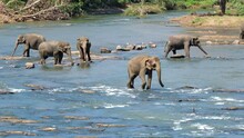 Herd Of Young Elephants Walking By Mountain River Water. Sri Lankan Elephant Is A Subspecies Of The Asian Elephant. 4K Footage In Pinnawala Elephant Orphanage.