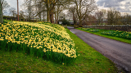 Poster - Daffodil lined road at Ford Village, on part of the borderlands section on the Northumberland 250, a scenic road trip though Northumberland with many places of interest along the route