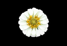 Isolated White And Pink Zinnia Flower With Clipping Paths.
