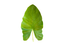 Isolated Young And Green Elephant Ear Leaf Or Taro Leaf With Clipping Paths.