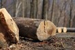 Bale drewna poukładane w lesie po wycince