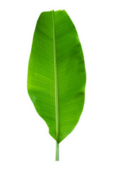 Sticker - banana leaves on a white background