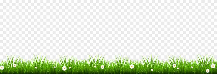 Vector young grass png. Lawn, grass with flowers on an isolated transparent background. Background with grass.