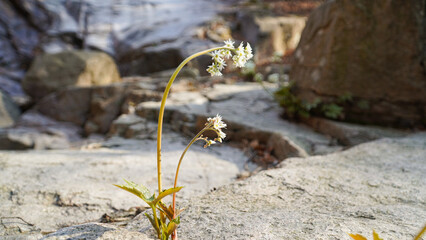 Canvas Print - The stone maple Maple-leaf mukdenia bloomed among the rocks, and likes the rocks and water.