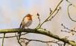 European robin perched on limb