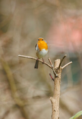 Wall Mural - European robin perched on limb