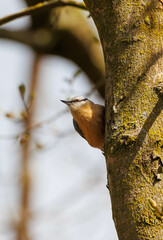 Wall Mural - Red breasted nuthatch on tree branch