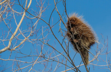 Wall Mural - Porcupine sleeping in tree notch