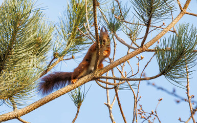 Wall Mural - Red squirrel with ear tuffs 