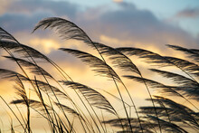 Reeds Flower At Twilight Sunset