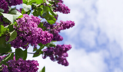  Bush of bright lilac (syringa) in the garden against the sky on a sunny day