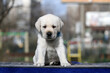 the yellow labrador puppy on the blue background