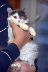 Sticker - gray and white fluffy Norwegian forest cat