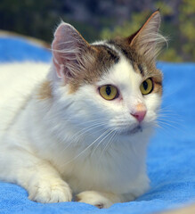 Wall Mural - white and gray fluffy cat Norwegian Forest