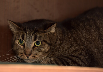 Sticker - brown tabby cat with yellow eyes