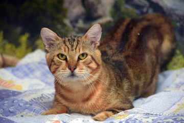 Canvas Print - beautiful brown with stripes cat on the couch