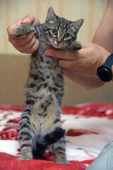 Wall Mural - small striped kitten in hands