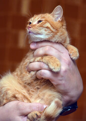 Canvas Print - frightened big-eyed kitten in hands