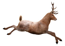 3D Rendering Male Deer On White