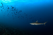 White Tip Shark In Indian Ocean Near Maldives Atolls Reef With Fish