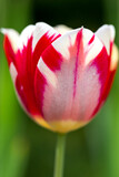 Fototapeta Tulipany - Tulip