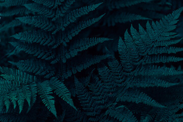  Dark green ornamental fern leaves among thick foliage closeup.