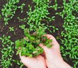 Women's hands hold the first spring sprouts of mint against the background of shoots of cilantro grass in the garden. Useful natural herbs.