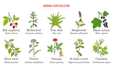 Set Of Different Medicinal Plants