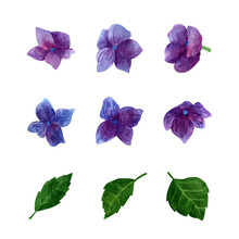 Watercolor Purple Hydrangea Blooming Clipart Set, Summer Flowers Petals And Leaves.