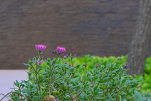 Stone Plants Flowers In Season Gardening On Defocused Background With Copy Space. Botany Wallpaper