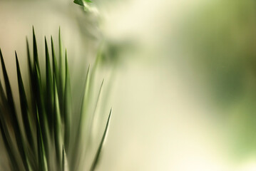 Canvas Print - tropica plants background, nature space